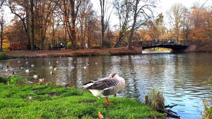 秋天的公园里有鸟的湖。