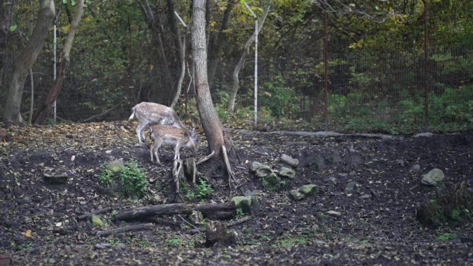 白尾鹿家族在有网栅栏的森林保护区吃草。