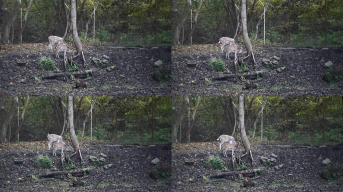 白尾鹿家族在有网栅栏的森林保护区吃草。