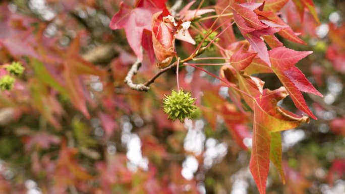 枫香树带尖刺的果实，秋天的红叶随风摇曳