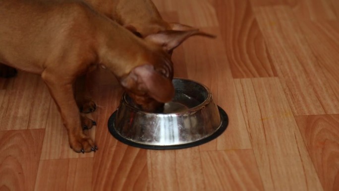 两个半月大的幼犬会从碗里喝水。