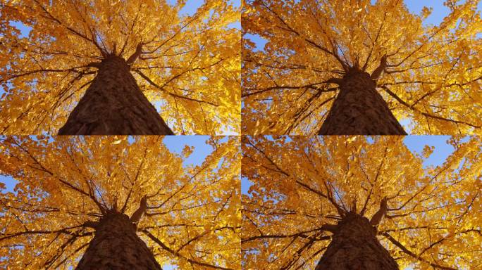 秋天看银杏树树木枝干黄色树叶子视频素材