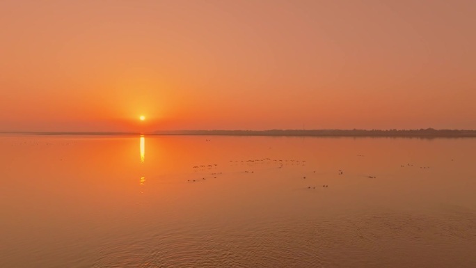 日落时一群大雁的航拍照片
