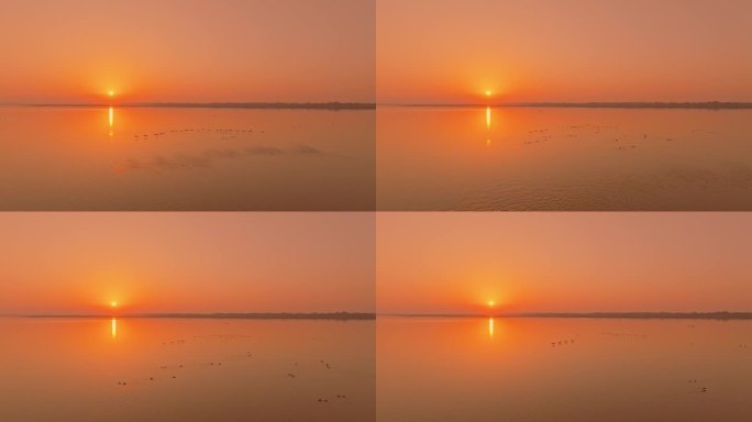 日落时一群大雁的航拍照片