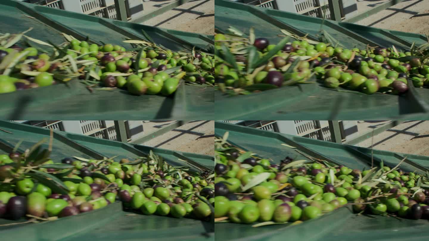 成熟的橄榄在工厂生产的榨油带上
