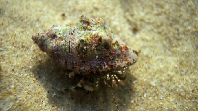 海底生物珊瑚寄居蟹水下微距视频4k