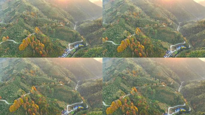 黄山山区茶花盛开航拍