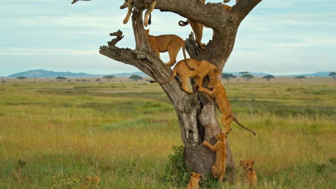 在塞伦盖蒂国家公园，小狮子爬树向母狮走去