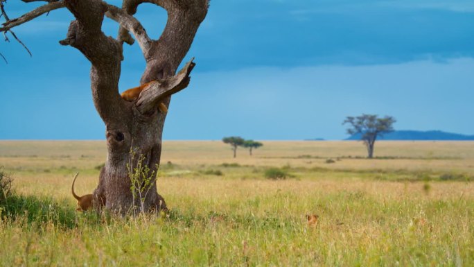 在塞伦盖蒂国家公园的草地上，一只母狮奔向一棵树捕捉猎物