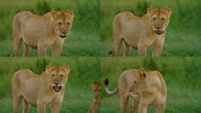 荒野地区的母狮慢镜头。野生动物在自然保护区。塞伦盖蒂国家公园的野生动物。