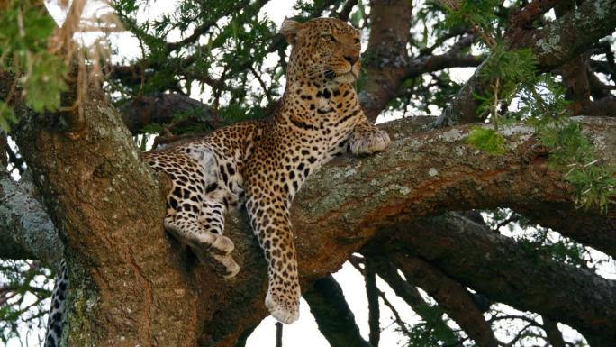 豹子在树枝上休息的慢镜头。野生动物在自然保护区休息。国家公园的野生动物。