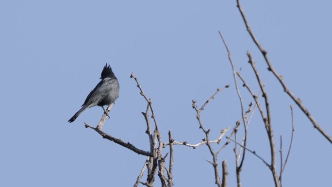 亚利桑那州Phainopepla