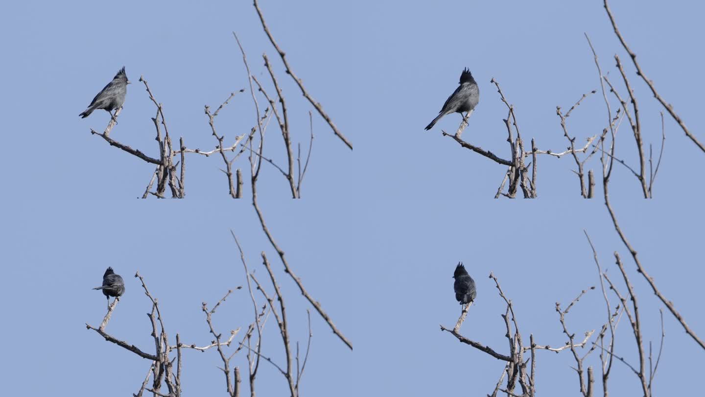 亚利桑那州Phainopepla