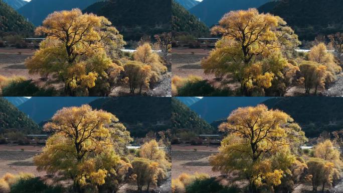 航拍秋色枫叶树木秋天