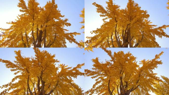 秋天的大银杏树秋日风景金色秋天树林仰拍