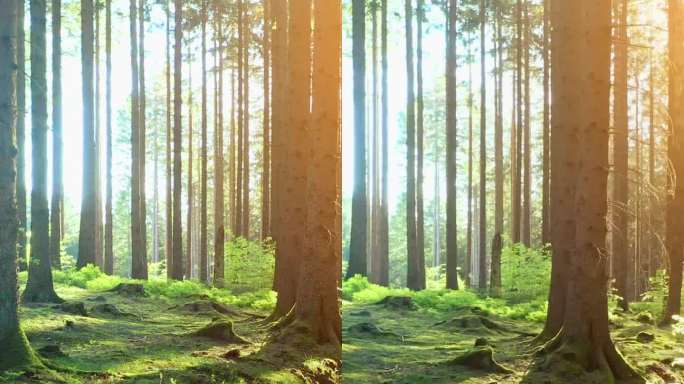 寂静的森林在春天与美丽明亮的阳光-垂直视频为您的卷轴