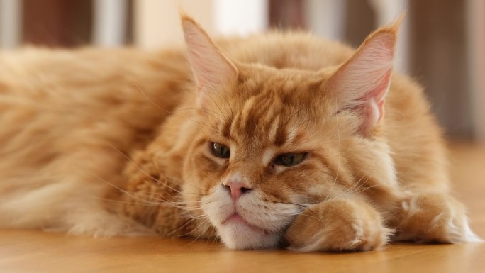 一只红色缅因猫躺在木地板上。
