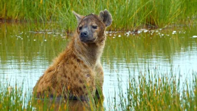 在塞伦盖蒂国家公园平静的湖面上休息的鬣狗四处张望