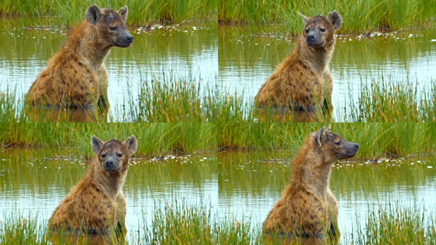 在塞伦盖蒂国家公园平静的湖面上休息的鬣狗四处张望