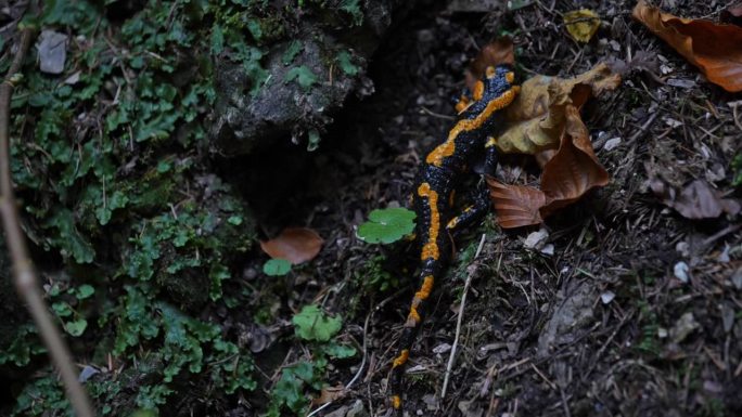 火蝾螈在森林地面搜寻昆虫猎物