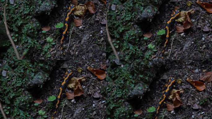 火蝾螈在森林地面搜寻昆虫猎物