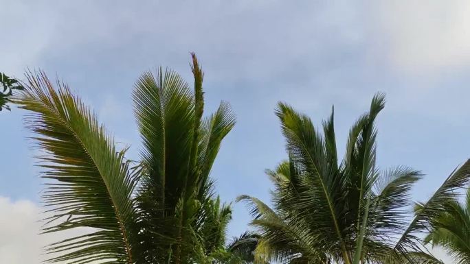 椰树随风飘动的延时视频，云在蓝天中奔跑，有一种乡村的气氛