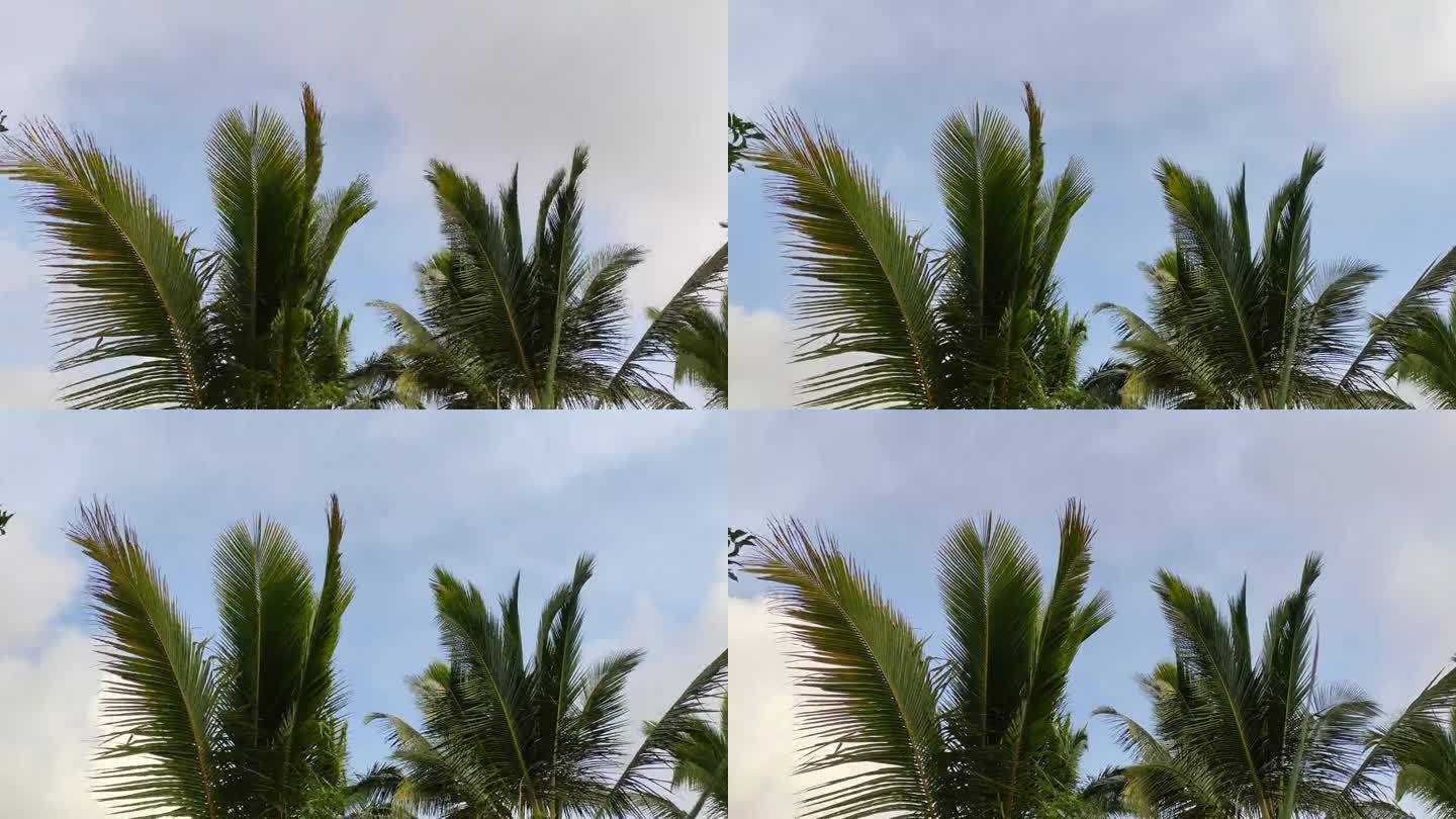 椰树随风飘动的延时视频，云在蓝天中奔跑，有一种乡村的气氛