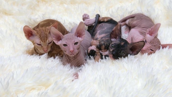可爱的四只斯芬克斯小猫在浅色背景