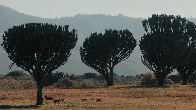 非洲的野生动物。肯尼亚。神奇的树。