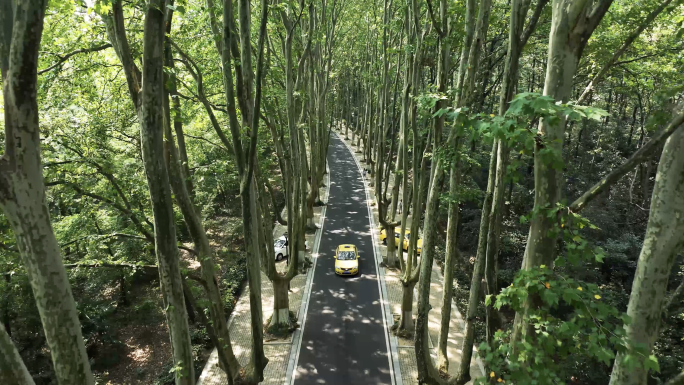 南京钟山 梧桐大道 音乐台