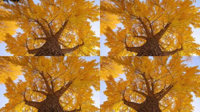 秋天的大银杏树秋日风景金色秋天树林仰拍