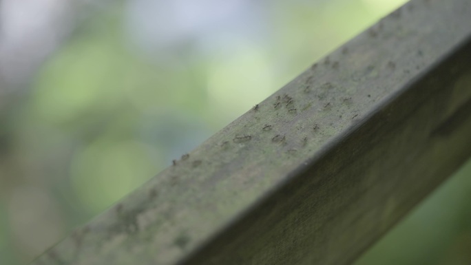 海南五指山热带雨林动物蚂蚁微距4k