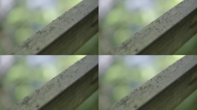 海南五指山热带雨林动物蚂蚁微距4k