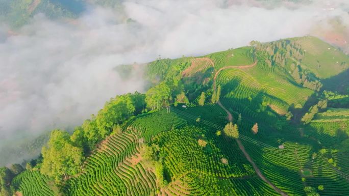 清晨云雾中的茶山