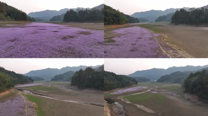 湖边蓼子花海航拍