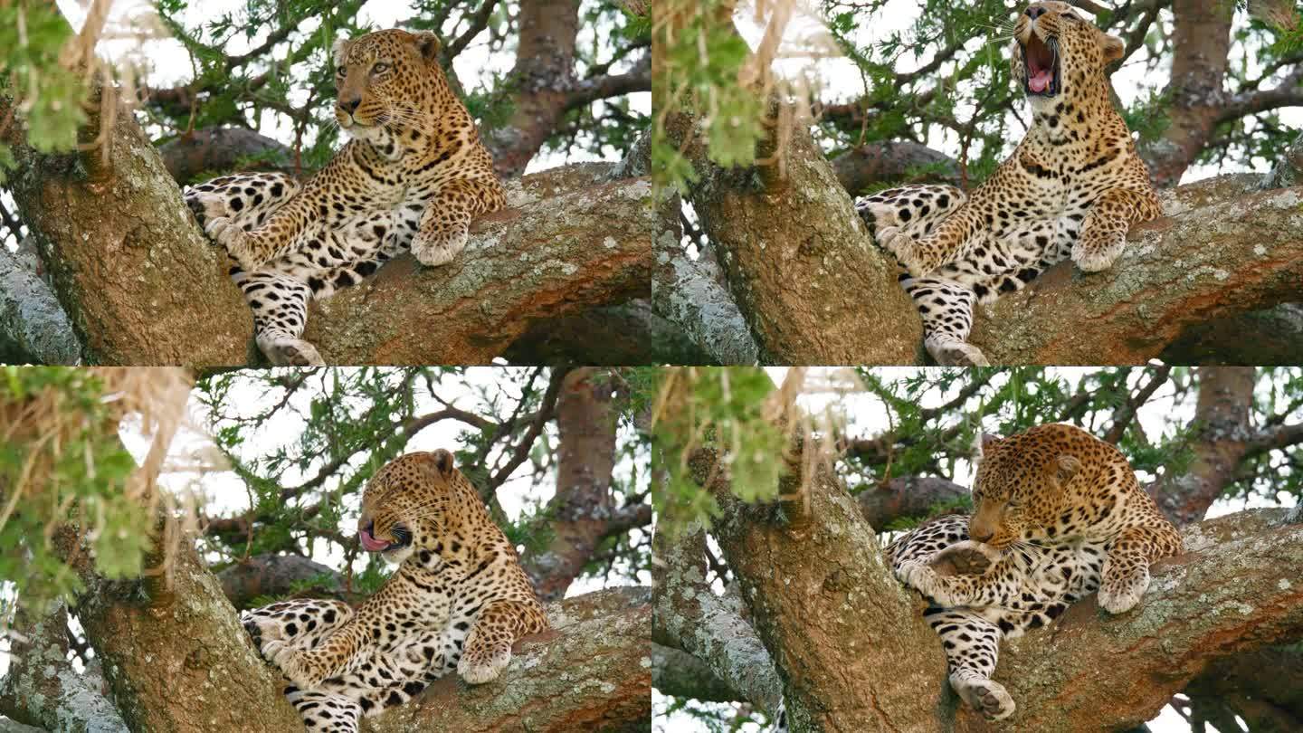懒豹在塞伦盖蒂国家公园的一棵树上休息时打哈欠和舔自己