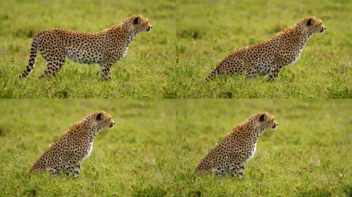SLO MO猎豹在坦桑尼亚广阔的草地上引起人们的注意
