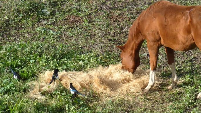 三匹马，一群人，在牧场上吃干草，被早晨的阳光照亮，伴随着在草地上寻找食物的喜鹊