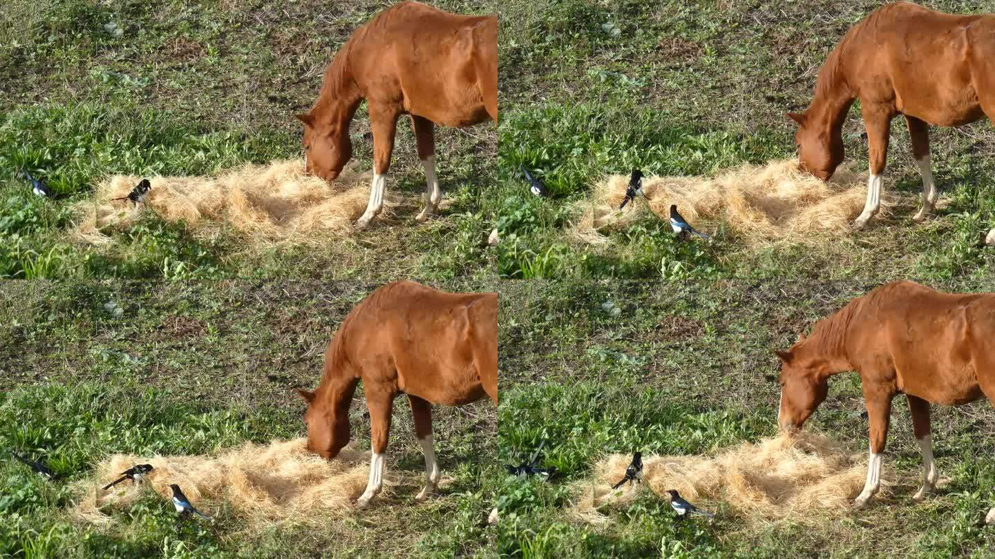 三匹马，一群人，在牧场上吃干草，被早晨的阳光照亮，伴随着在草地上寻找食物的喜鹊