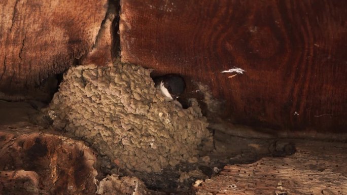 坐在巢里的西方家燕(学名:Delichon urbicum)