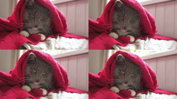 大黄眼睛的灰猫在格子下面放松。猫很冷。一只猫躺在毯子上打呵欠。温馨的圣诞心情。寒假期间的宠物。动物角