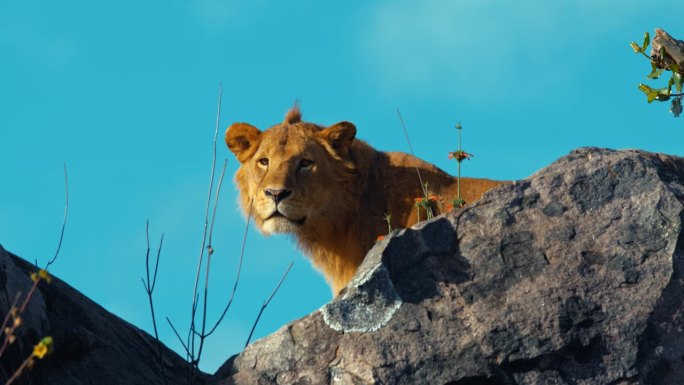 在塞伦盖蒂国家公园晴朗的蓝天下，雄伟的狮子在岩石上