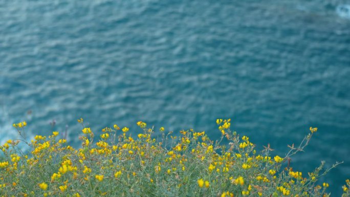 在特内里费岛加那利岛，黄色的野花在朝向大海的悬崖边缘，静止不动