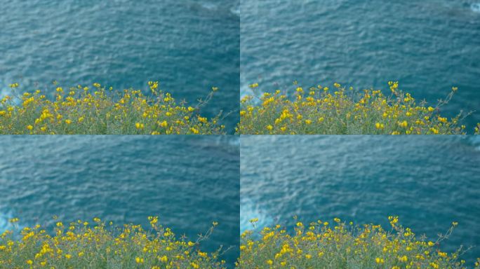 在特内里费岛加那利岛，黄色的野花在朝向大海的悬崖边缘，静止不动