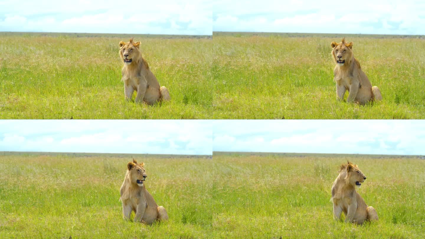 在宁静的野生动物保护区，美丽的狮子坐在高高的草地上