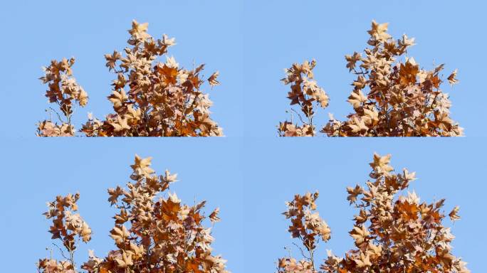 冬季干枯发黄的梧桐树叶