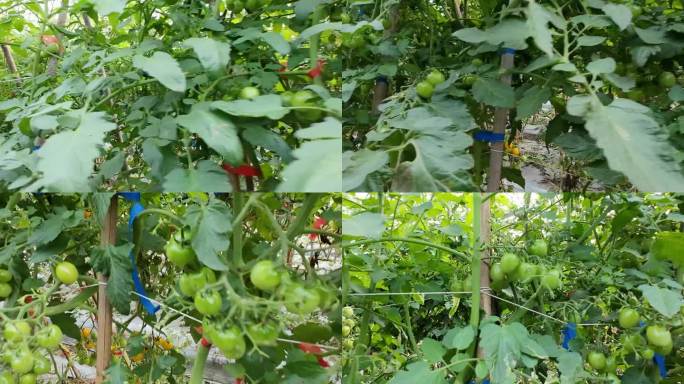 圣女果种植圣女果小西红柿种植基地菜地