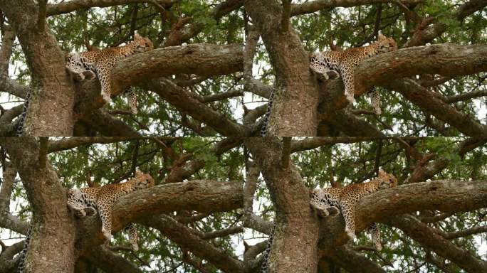 塞伦盖蒂国家公园，一只疲惫的豹子睡在树枝上