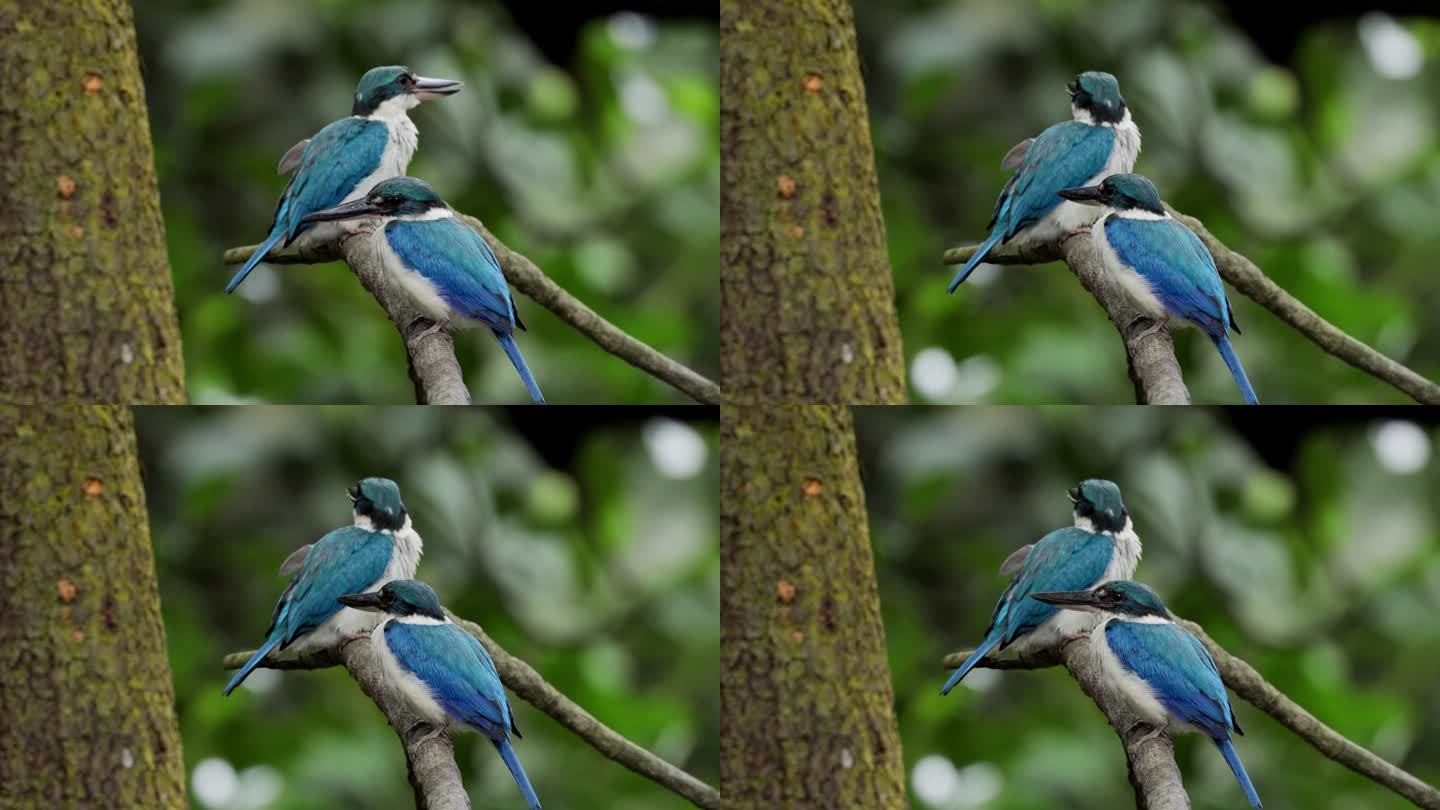 领口翠鸟，新加坡树枝树上树梢鸟儿