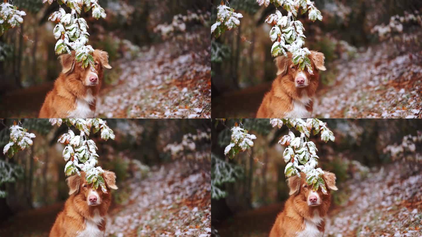 一只孤独的新斯科舍省鸣鸭猎犬站在积雪中，秋天的温暖和冬天的寒冷交织在一起